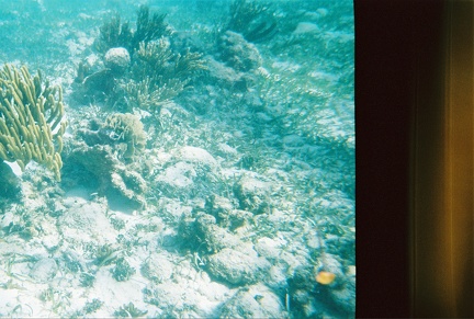 Bacalar Chico Coral11